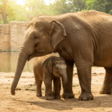 A miracle occurred the moment a giant elephant, who had spent 15 years hating humans, trusted one for the first time.