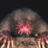 15 Unbelievable Animals from Around the World