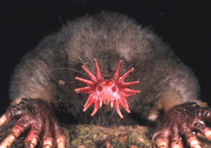 15 Unbelievable Animals from Around the World
