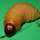 15 Absolutely Disgusting Foods That Actually Exist Around the World